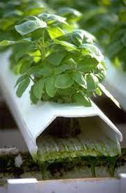 Hydroponics Dictionary Hydroponics Aquaponics Hydroponics Diy
