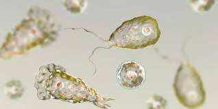 Mentok main game teka teki silang (tts) di android level 1? Soal Uas Biologi Protista Mirip Hewan Halaman All Kompas Com