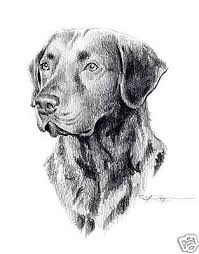 Black And White Chesapeake Bay Retriever Chesapeake Bay Retriever Pencil Drawing 8 X 10 Art Print Signed Djr Dog Print Art Dog Art Chesapeake Bay Retriever