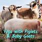 Baby Goat Yoga & Piglets Yoga! Combine May 10th @ 9 am Mothers Day Weekend