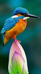 Common Kingfisher Guzel Kuslar Rengarenk Kuslar Suluboya Cicekler