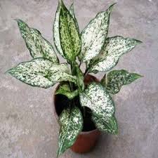 Tanaman Aglaonema Spring Snow Tanaman Hias Daun Tanaman Tanaman Indoor