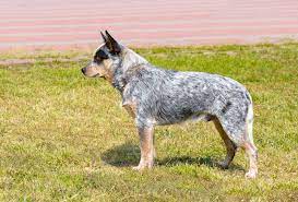 Best Brush For Blue Heeler Australian Cattle Dog Bark How