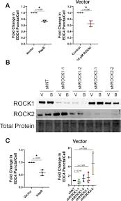 We did not find results for: Viral Manipulation Of Mechanoresponsive Signaling Disassembles Processing Bodies Biorxiv