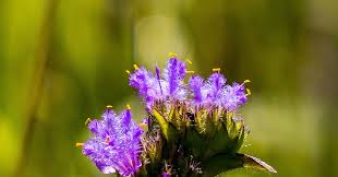 Image result for Sisyranthus imberbis