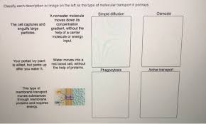 Osmosis and semipermeable membranes while diffusion transports materials across membranes and within cells , osmosis transports only water. Classify Each Description Or Image On The Left As The Chegg Com