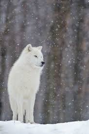 White Wolf Arctic Wolf Animals Animals Beautiful