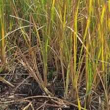Image result for Typha capensis