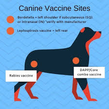 Proof of rabies vaccination in the form of paperwork is required. How Many Times Should A Dog Get Rabies Shots Hutomo