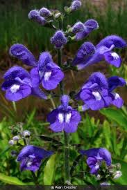Image result for Scutellaria violascens