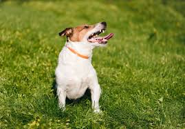 Treat your cat's anxiety with calming cat collars, sprays and diffusers. The 7 Best Flea Collars For Dogs In 2021
