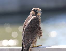 Peregrine falcons | The 4 baby falcons never stop growing at the Honoré  Mercier Bridge! | PJCCI