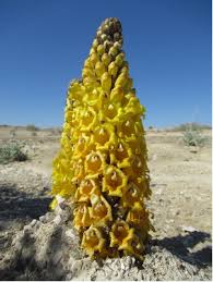 Image result for Cistanche