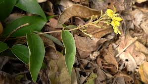 Image result for Janusia