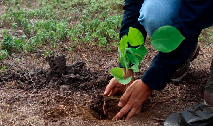 personas plantando un árbol en Nuevo Cuscatlán
