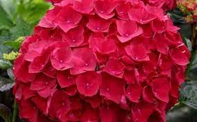 Cardinal Red Hydrangea Shrubs Beautiful Hydrangeas Hydrangea Seeds Beautiful Flowers