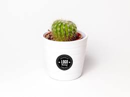 Decorative Cactus Pot Mockup Cactus Decor Cactus Pot Cactus