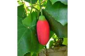 Image result for Coccinia