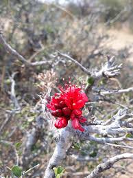 Image result for Schotia capitata