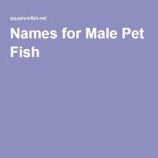 Names For Male Pet Fish Fish Names Pet Pet Fish Beta Fish Names