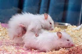 They are also known as golden hamsters because the first ones kept as pets were gold coloured. Syrian Hamster Breeding Wikipedia