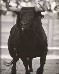 Pin Em Taurina