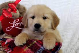 Golden Irish Puppies For Sale Ohio