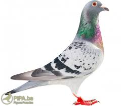 We did not find results for: Sprint And Middle Distance Fancier Erik Plant Leuvenheim Nl Is A Top Class Player In His Field Pipa