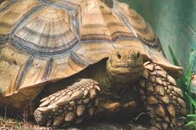 Image result for Grewia sulcata