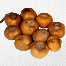 Image result for Afrostyrax lepidophyllus