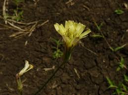 Image result for Launaea cornuta