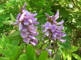 Image result for Millettia dura