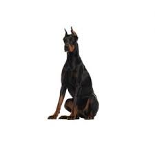 Doberman pinscher new york, new york, united states my doberman puppy looking for a new homes. Doberman Pinscher Puppies Petland Cicero Ny