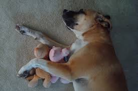 Stop Your Dog From Stealing Baby Toys Dog Toys Vs Baby Toys