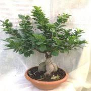 İç mekan çiçekleri seçerken önce istediğiniz bitkinin özelliklerini belirlemeniz gerekiyor. Ic Mekan Salon Sus Bitkileri