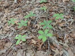 Image result for Polystachya winigeri