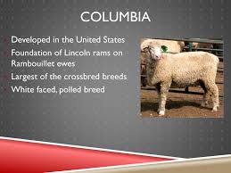 American rambouillet sheep breeders association. Sheep Breeds Ppt Download