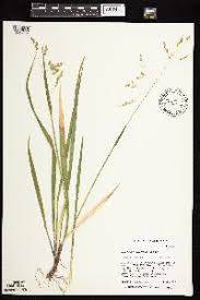 Image result for Anthoxanthum nivale