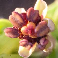 Image result for Camptorrhiza strumosa