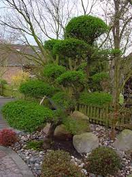 Mit garten bäumen & sträuchern durch das gesamte jahr bäume und sträucher werden als rückgrat des gartens bezeichnet, da sie in verschiedenen arten dem garten struktur und schmuck zugleich geben. Japanischer Garten Baume