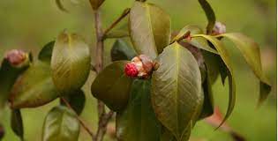Camellia Problems Most Common Problems Yellowing Leaves Pyracantha Co Uk