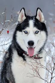 Anjing alaskan malamute ini merupakan satu keluarga dengan siberia husky, samoyed, dan juga. 22 Healthiest Dog Breeds With Long Lifespans Husky Breeds Cute Dogs Healthiest Dog Breeds