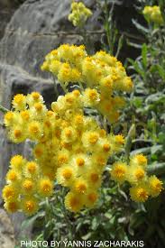 Image result for Helichrysum nitens
