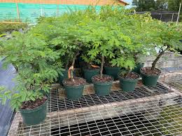 Image result for Leucaena leucocephala