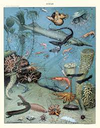 Pin On Marine Biology