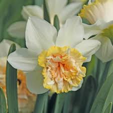 Narcissus Petit Four Daffodil Bulbs Thompson Morgan Com Imagens Flores Maravilhosas Orquidea Flores