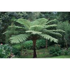 Les fougères arborescentes, magnifiquement représentées par la dicksonia antarctica, la plus rustique du genre, sont parfaites pour apporter au jardin ou à la terrasse un petit air jurassique. Fougere Arborescente Dicksonia Antartica