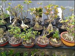 Sebagian orang mungkin akan merasa takut atau merinding, ya bunga ini memang tanaman yang sering dijumpai di sekitar pemakaman. Cara Membuat Bonsai Kamboja Yang Unik Cantik Dan Mudah Bibit Online