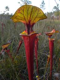 Explore 623989 free printable coloring pages for you can use our amazing online tool to color and edit the following weed plant coloring pages. Incredible Carnivorous Pitcher Plants Hgtv