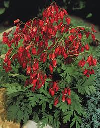 The flowers fade and the leaves die back. Plant Focus Fern Leaf Bleeding Heart Michigan Gardener